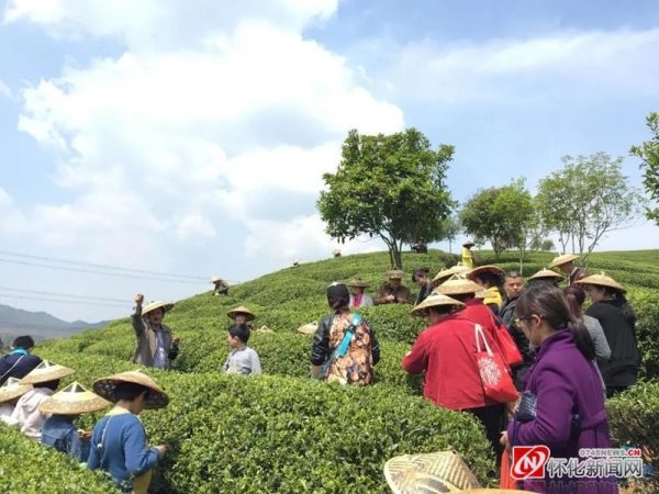 （科普种茶摘茶知识）